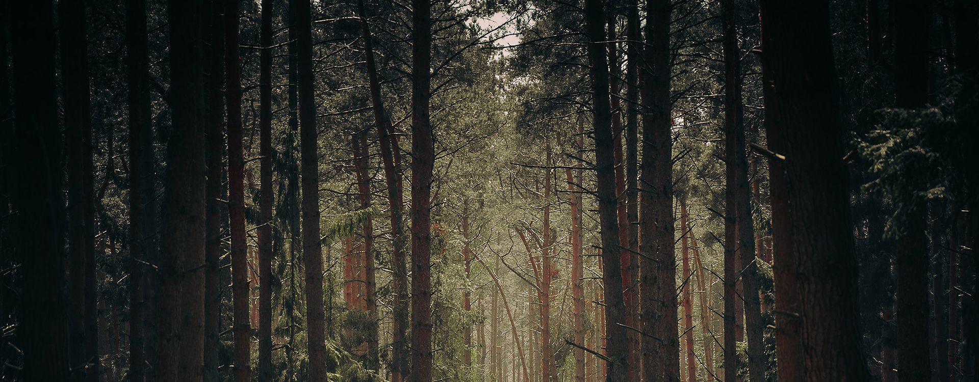 Ein Waldweg bei Sonnenschein